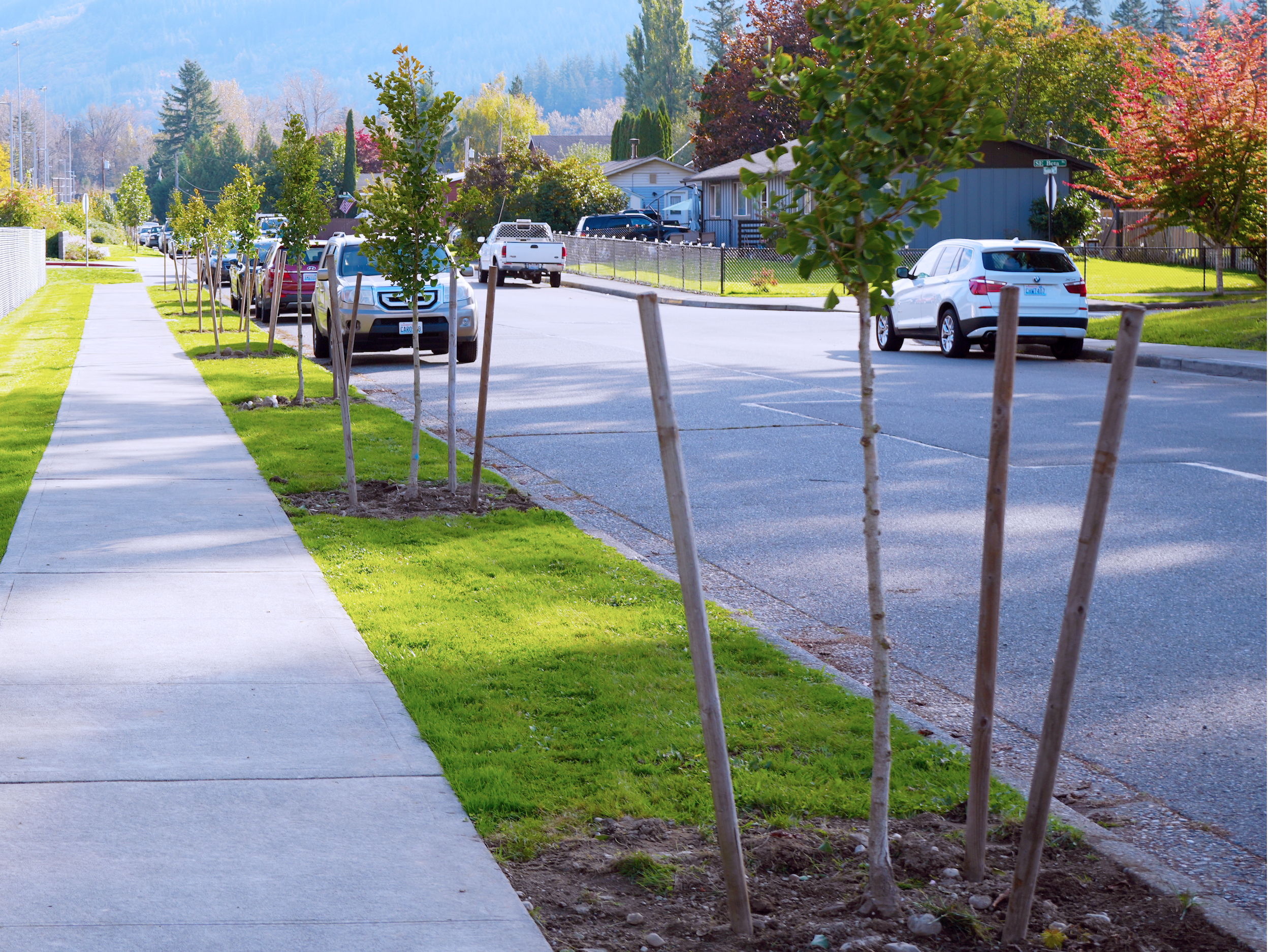New Street Trees Schusman Ave  Snoqualmie Oct 2024