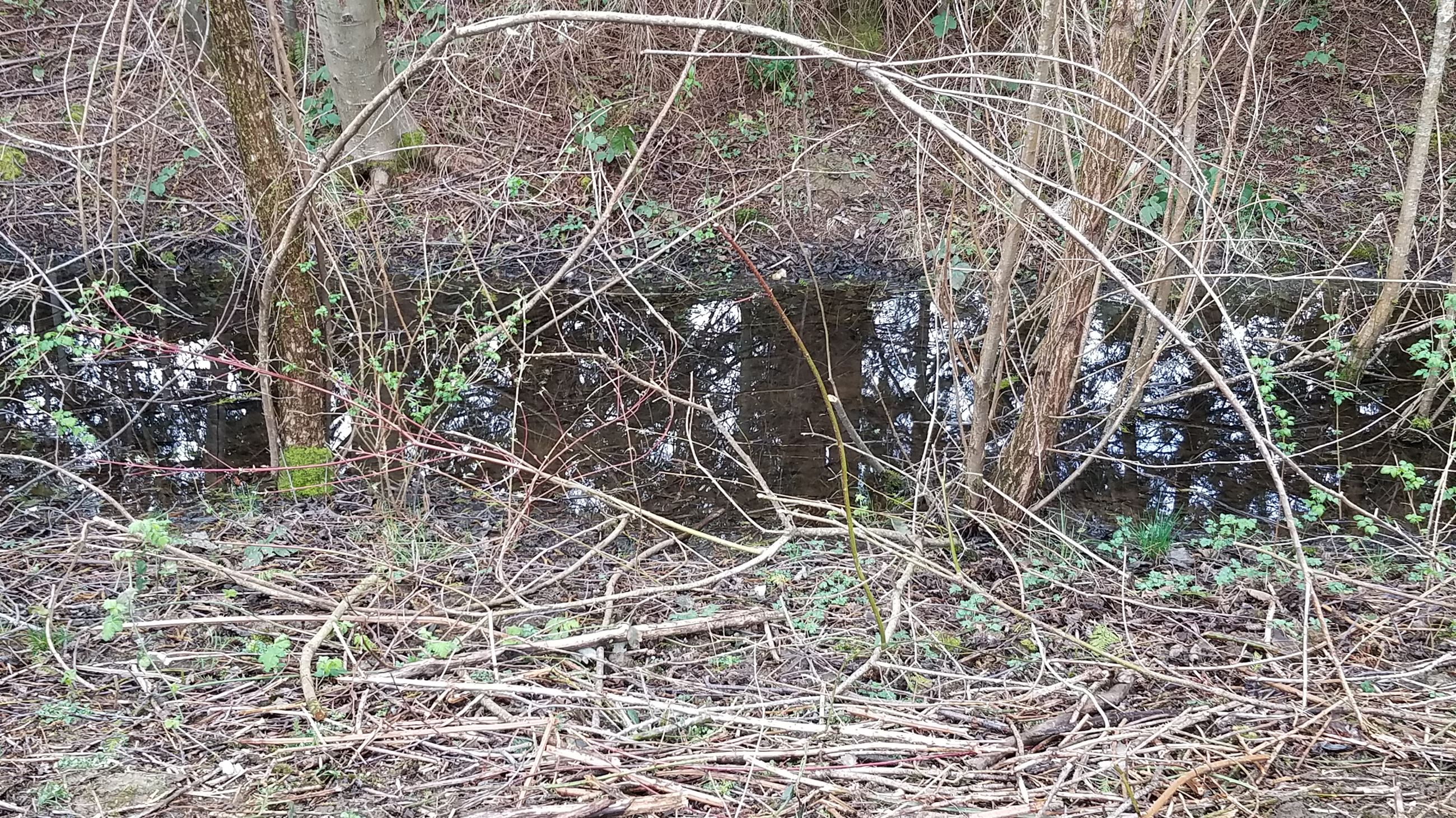 Centennial Fields Rain Garden - Bioswale