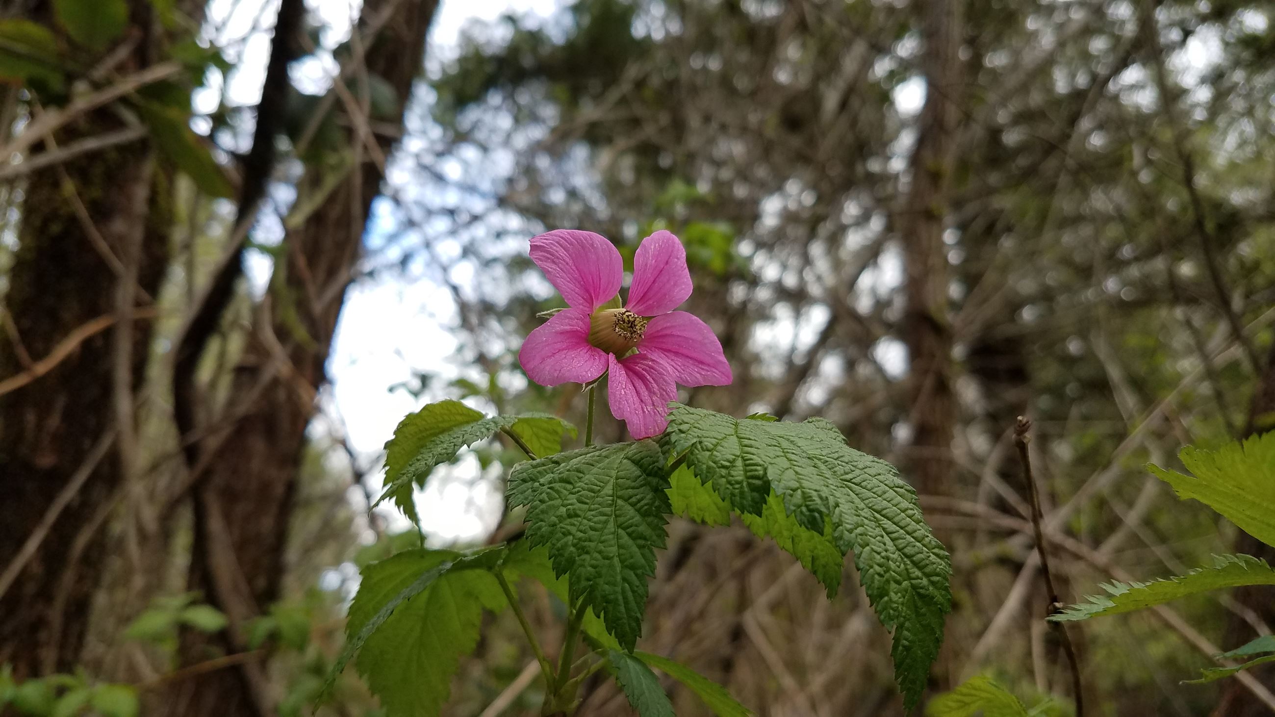 Salmonberry bloom