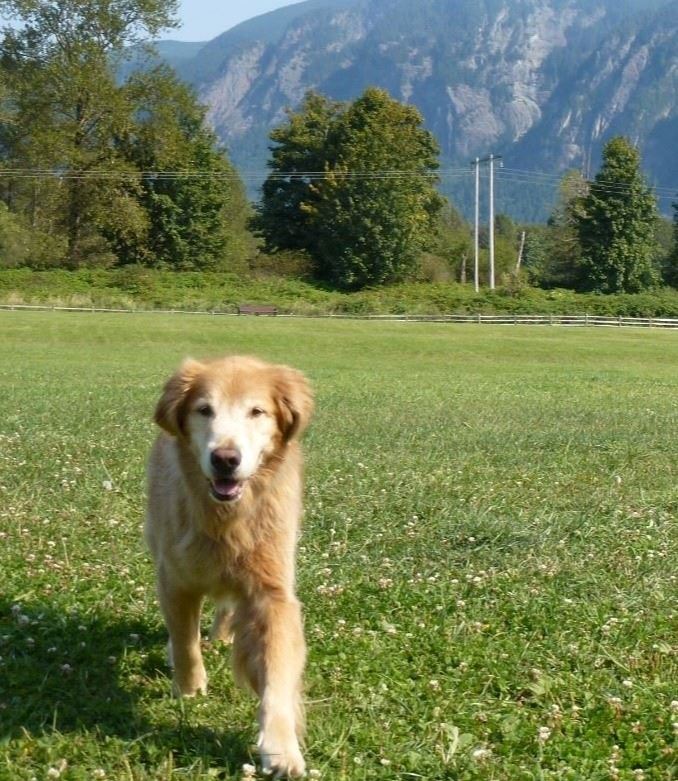 Three Forks Natural Area Dog Park photo